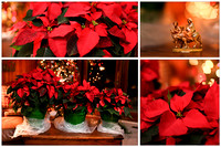 12-9-11 poinsettas